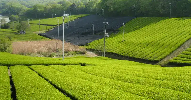 奈良宇治一日美食動線｜抹茶、漬物、觀光客的輕行程
