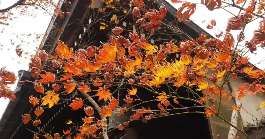 【2026】日本紅葉美食巡禮:京都・箱根・日光的楓葉景點周邊美食完全指南