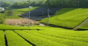 【2026】奈良・宇治一日制霸！鹿仙貝・抹茶甜點・醃菜免排隊享受路線