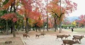 【2026】紅葉季節免預約就能進的溫泉地美食5選｜秋季味覺一個人享受